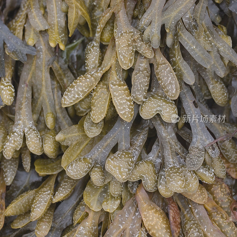 膀胱裂藻(Fucus vesiculossus L.)